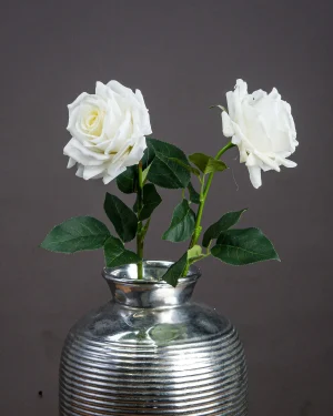 Large White Garden Rose