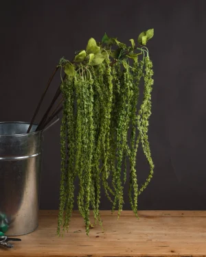Green Amaranthus