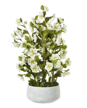Large White Hellebore In Grey Pot