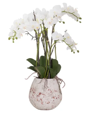 Large Stone Potted Orchid With Roots