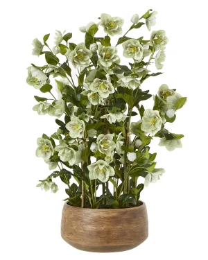 Large Green Hellebore in Taupe Pot