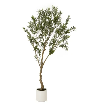 Apulia Olive Tree In White Pot 200Cm