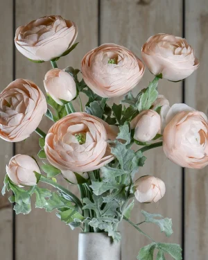 Pastel Pink Ranunculus
